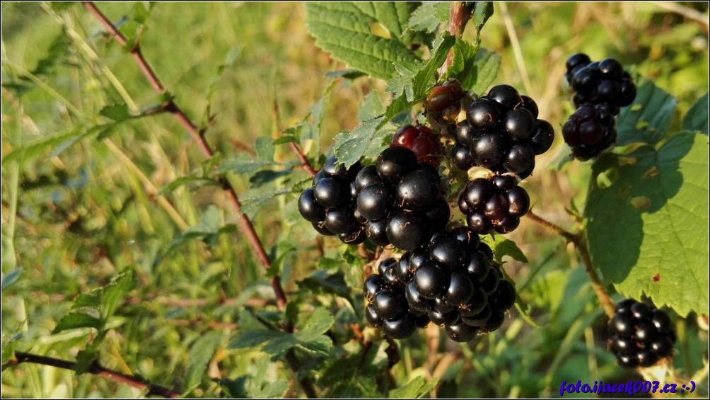 Klikněte pro zobrazení původního obrázku