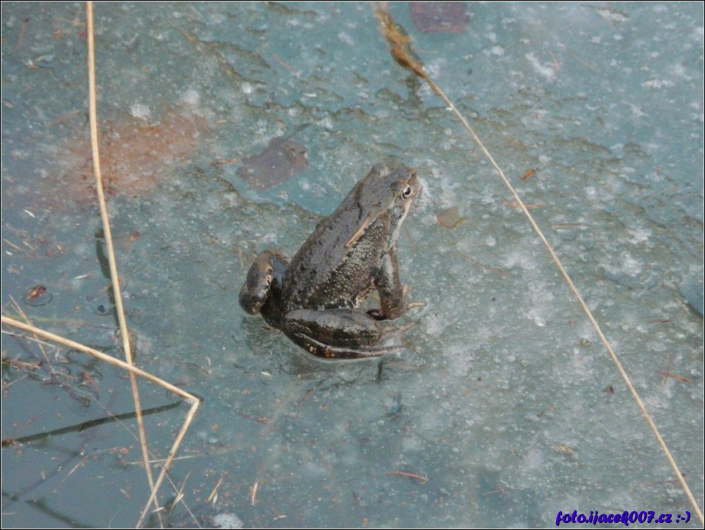 Klikněte pro zobrazení původního obrázku