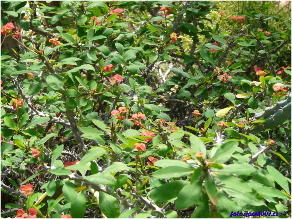 Klikněte pro zobrazení původního obrázku