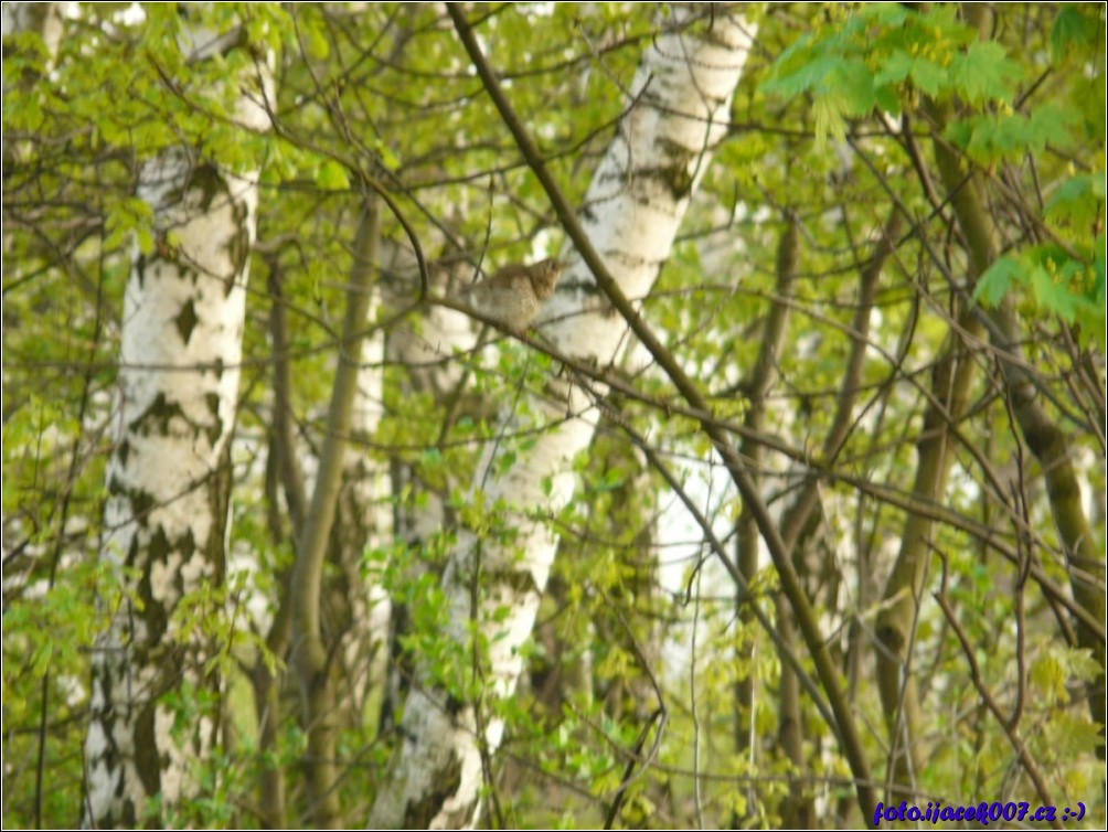 Klikněte pro zobrazení původního obrázku